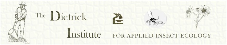 Copy of Daves DI banner wide.jpg (25535 bytes)