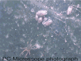 SEAsia mite photo.gif (54852 bytes)