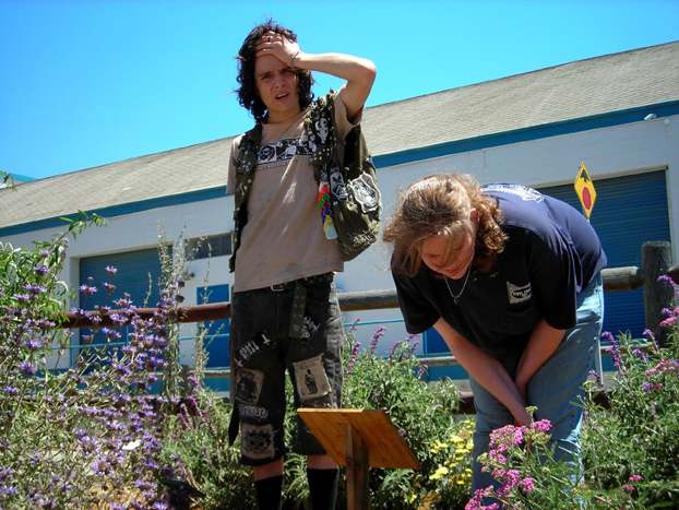 Bee's Bliss in insect-attracting garden