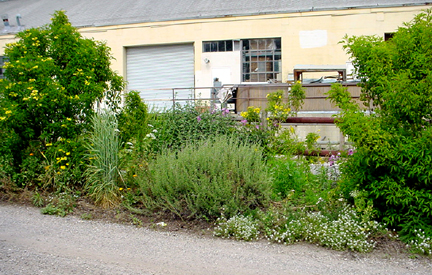 Habitat for whitefly parasites