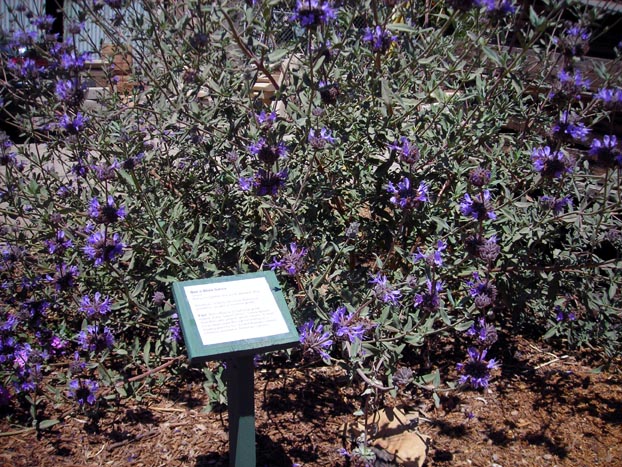 Bee's Bliss insect-attracting Trail Garden