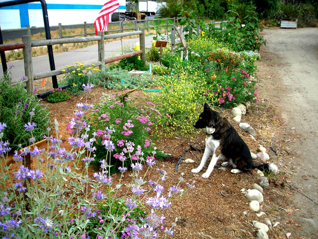 Memorial Day Ventura River Trail Garden