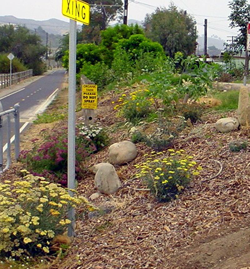 Rincon-Vitova Bugfarm entry yarrow bank